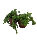 Green Leaf Baby Tears - Pilea depressa - 2 Plants 2&quot; Pots - $28.99