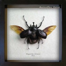 Giant Real Beetle Megasoma Actaeon Entomology Collectible Museum Quality... - $138.99