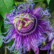 New 20 Purple Passion Bee Flower Flower Seeds Purple White Colorful Fast Growing - £12.06 GBP