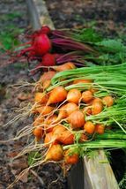 Parisian carrot seeds *200 seeds - £7.70 GBP