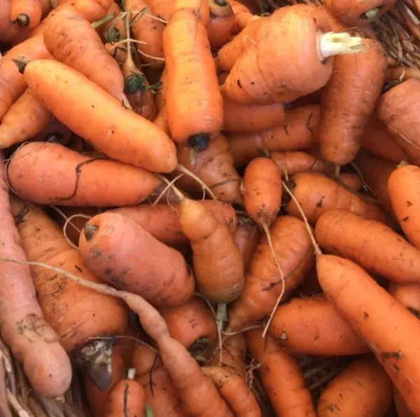 Carrot Red Cored Chantenay 500+ Fresh Organic Seeds Heirloom Non Gmo Usa Garden - $7.98