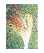 50 Multicolor Broom Corn Seeds  Heirloom FRESH - $12.00