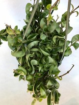 One cutting of Hoya Hindu Rope plant, 3 inch long, Not Rooted, Hoya Cutting - $149.20 MXN