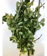 One cutting of Hoya Hindu Rope plant, 3 inch long, Not Rooted, Hoya Cutting - $147.55 MXN