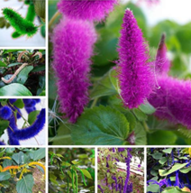 Acalypha Hispida Chenille RedHot Cattail Beautiful Grass Decor Your Flower Pot e - £6.30 GBP