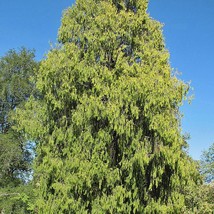 USA SELLER Cupressus Funebris Chinese Weeping Cypress 20 Seeds Free Shipping - £14.93 GBP