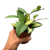 Hoya Carnosa 'Krimson Princess'-4" Pot / Black Cylinder - $1,497.11 MXN