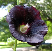 15+ SEEDS BLACK HOLLYHOCK FLOWER SEEDS Heirloom - $2.35