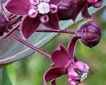 50 Organic Heartleaf Milkweed, Asclepias Cordifolia Butterfly Plant - £4.71 GBP