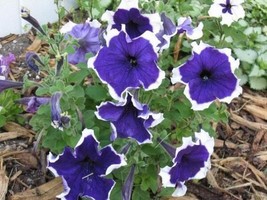 50 Petunia Seeds Pelleted Seeds Frost Blue Petunia Seeds Fresh Garden US... - £19.35 GBP