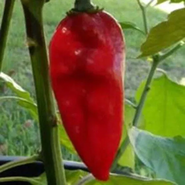 25 SEEDS Devil’s Tongue Red Pepper Gardens Planting Food - $5.87