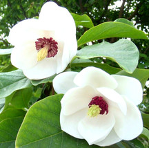 12 Colossus Oyama Magnolia Seeds Magnolia Sieboldii Colossus Ships From USA - $12.80