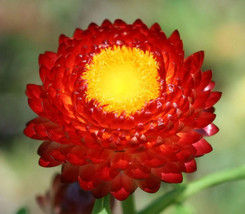 BPA 100 Seeds Red Fire Ball Strawflower Helichrysum Monstrosum FlowerFro... - $9.90