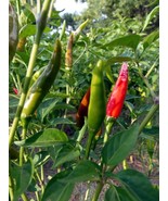 Thai Dragon, the flaming tongue of fire - $5.25