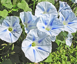 Morning Glory Ipomoea Purpurea Glacier Star 10 Seeds Fresh Garden USA Shipping - $16.79