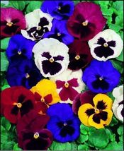 50 Seeds Mixed Colored Pansy Swiss Giant Mix Flowers Fast Shipping US - £7.19 GBP