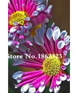 100 Pcs African Blue Eyed Daisy Flower Osteospermum Flower Balcony Flowe... - €12,78 EUR
