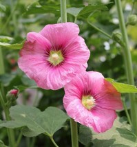 HOLLYHOCK FLOWER SEEDS 35  ALCEA ROSEA PERENNIAL GARDEN HEIRLOOM  - £9.11 GBP