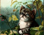 Adorable Big Eyes Kitten Watching Spider Red Flowers 1908 DB Postcard E4 - £14.76 GBP