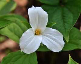 Trillium Grandiflorum 20 Seeds for Planting | White Trillium Snow Wake Robin - $17.00