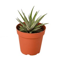 Zebra Succulent-3" Pot - $1,210.89 MXN