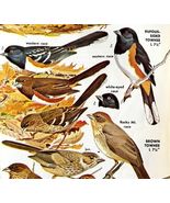 Towhees Sparrows Varieties And Types 1966 Color Bird Art Print Nature AD... - $28.01 CAD