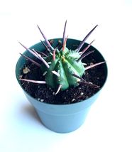 Live Plant Pincushion Succulent Euphorbia Ferox - £20.29 GBP