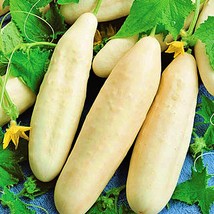 White Wonder Cucumber Vegetable Seeds Fresh Seeds USA - $13.42