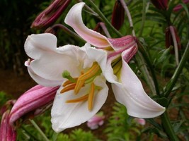 Royal Lily {Lilium Regale} Pre-Stratified 5 Viable Seeds Usa Seller - $7.98