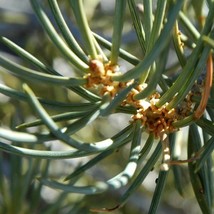 5 Pinus Cembroides Monophylla Single Leaf Pine Tree Seeds For Planting   - $19.50