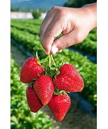 10 Organic Sweet Charlie Strawberry Plants Bare Roots Super Sweet Berry - €22,46 EUR