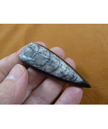(f370-2) 2&quot; Orthoceras marbleized fossil straight shell nautiloid cephal... - $12.19