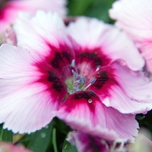 Merry Go Round Seeds Organic Dianthus Chinensis Seeds Pink Flower Bulk China Pin - £6.29 GBP