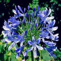 ADW 25 Dwarf Blue Lily Of The Nile Flower Seeds Agapanthus Peter Pan Hou... - $253.13 MXN