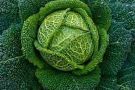 Bloomys 100 Savoy Perfection Cabbage Seeds Heirloom Non Gmo FreshUS Seller - $10.38