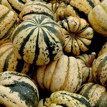 Sweet Dumpling Squash Seeds 30 Ct Winter Vegetable Garden US Seller Fast Shippin - £1.76 GBP