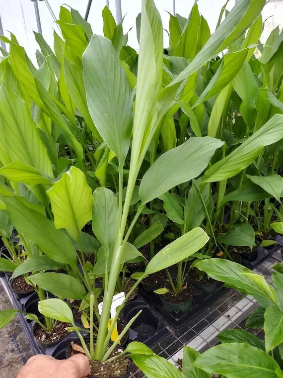 8 Pcs Ready To Plant Turmeric Roots Curcuma Longa