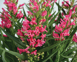 USA Seller 1 (one) Live Plant Ruby Bearded Tongue Perennial Penstemon Qu... - $33.99