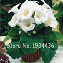 24 Color Imported Gloxinia Plant 200 Pcs Perennial Sinningia Gloxinia Po... - $7.89