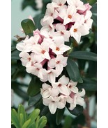 Eternal Fragrance Daphne - Fragrant and Long Blooming - Quart Pot - €40,61 EUR