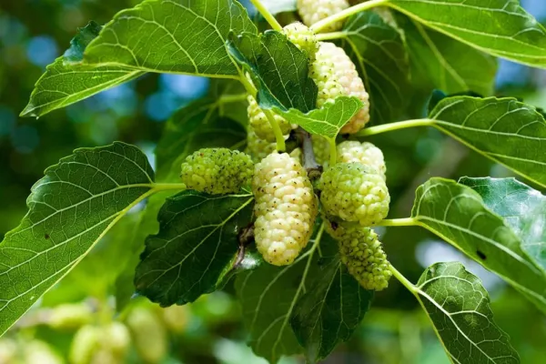 Fresh 50+ White Mulberry Tree Seeds - Morus Alba - Non-Gmo Seeds Grown And Shipp - £18.16 GBP