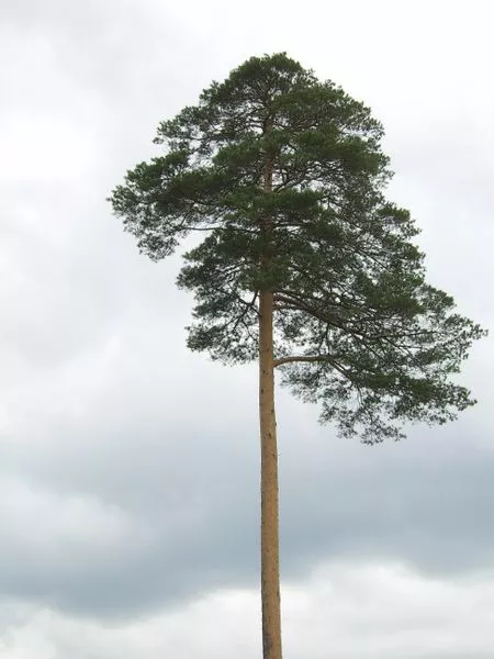 10 Seeds Red Japanese Pine Korean Pinus Densiflora Evergreen - £8.82 GBP