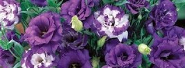 20+ Lisianthus Purple And Purple Picotee Flower Seeds Mix / Long Lastin ... - $15.39