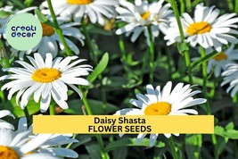 Shasta Daisy Seeds – Leucanthemum superbum – 100mg (~100 Seeds), White P... - $9.84 CAD