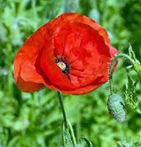 Poppy, Flanders, 1000+ Seeds, Organic, Stunning Bright Red Flower, Great... - $20.99