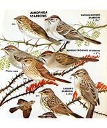 Aimophila Sparrows Varieties And Types 1966 Color Bird Art Print Nature ... - $14.01 CAD