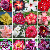 AQL Adenium Mixed 16 Colors Big Blooms Flowers 100 Of seeds/pack desert ... - £21.06 GBP