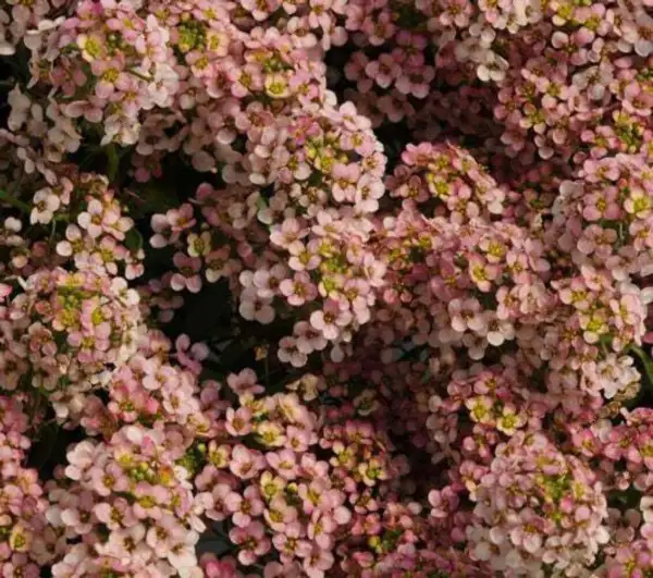 Primary image for 50 Easter Bonnet Peach Alyssum Lobularia Maritima Hummingbird Flower Seeds Fresh