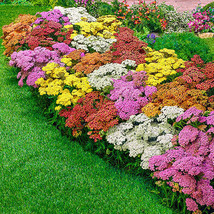 SR12Store Yarrow Achillea Pastel Mixture 100 Seeds Fresh US Product - £6.94 GBP