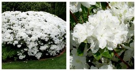 PURE WHITE DELAWARE VALLEY WHITE Azalea Rhododendron Deciduous Starter P... - $38.99